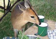 DSC03917dik_dik_ethiopia